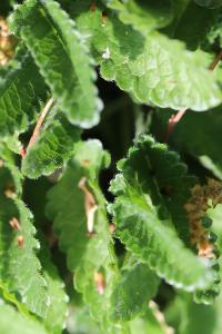 Épiaire officinale