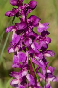 Orchis mâle