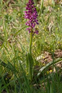 Orchis mâle