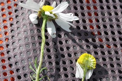 Matricaire Camomille