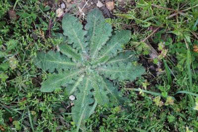 Hypochaeris radicata