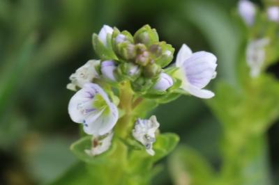Veronica serpyllifolia