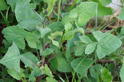 Sonchus oleraceus