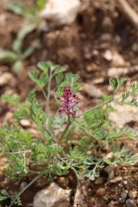 Fumaria officinalis