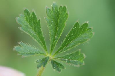 Potentille de Tabernaemontanus