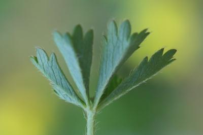 Potentilla verna