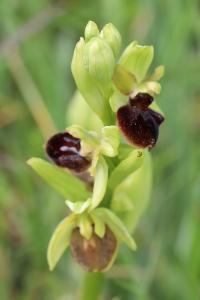 Ophrys araignée