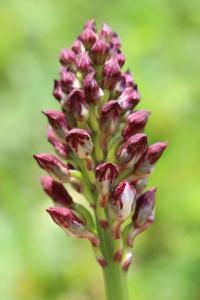 Orchis pourpre