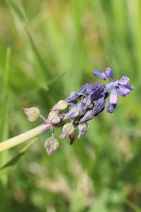 Muscari négligé