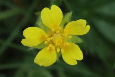 Potentille de Tabernaemontanus