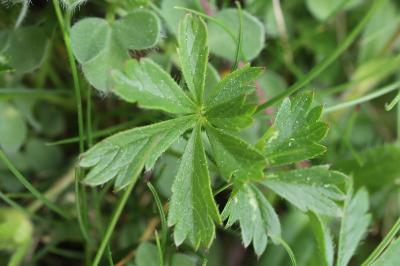 Potentille de Tabernaemontanus