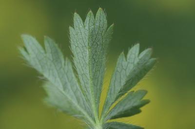 Potentille de Tabernaemontanus