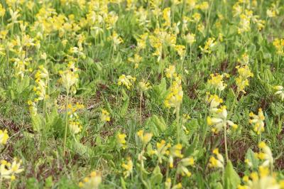 Primula veris