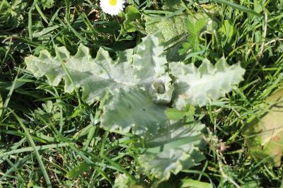 Onopordum acanthium