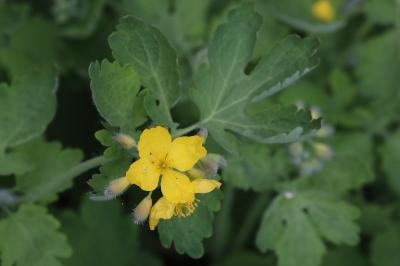 Chelidonium majus