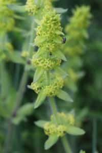 Cruciata laevipes