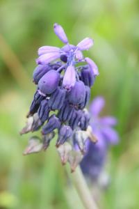Muscari négligé