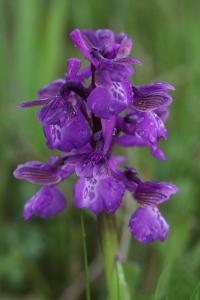 Orchis bouffon