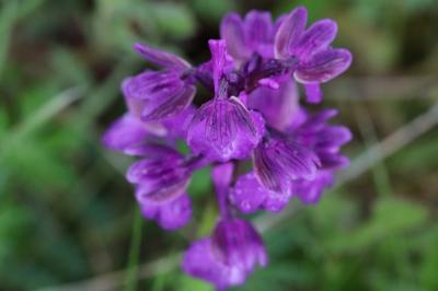 Orchis bouffon