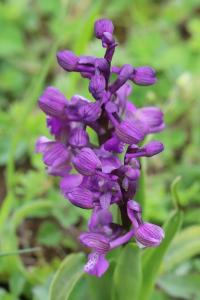 Orchis bouffon
