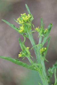 Herbe aux chantres