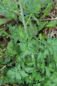 Herbe aux chantres