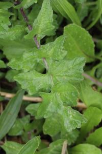 Sisymbrium officinale