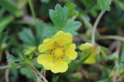 Potentille de Tabernaemontanus