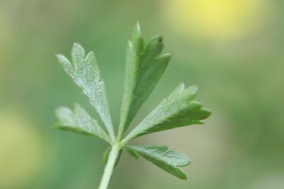 Potentille de Tabernaemontanus