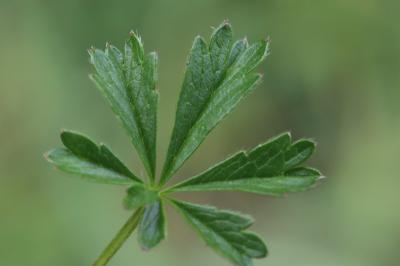 Potentille de Tabernaemontanus