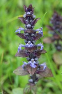 Bugle rampante