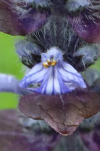 Bugle rampante