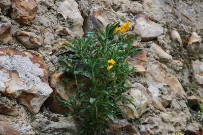 Erysimum cheiri