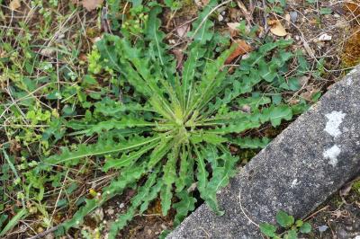 Picris hieracioides