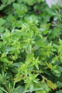 Mercuriale annuelle