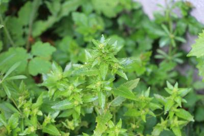 Mercuriale annuelle
