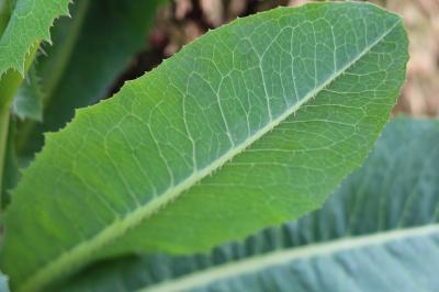 Lactuca serriola