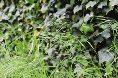 Anisantha sterilis