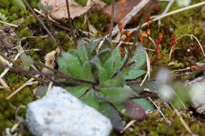 Drave de printemps