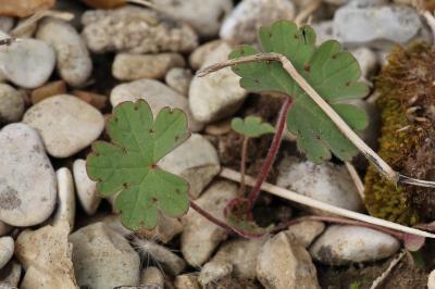 Géranium à feuilles rondes