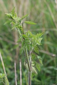 Chérophylle penché