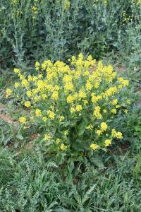 Sinapis arvensis