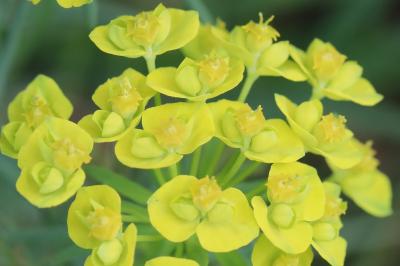 Euphorbia cyparissias