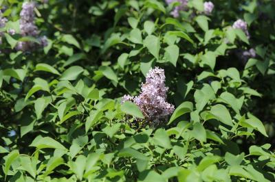 Lilas
