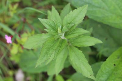 Eupatoire à feuilles de chanvre