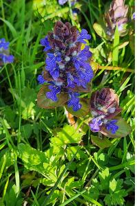 Ajuga reptans