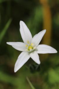 Ornithogale en ombelle