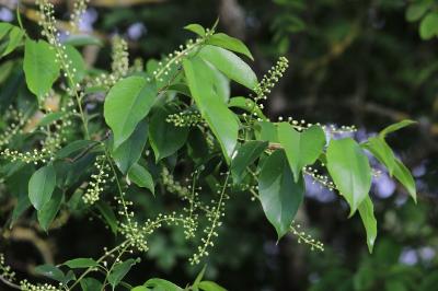 Prunus serotina