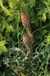 Orobanche violette
