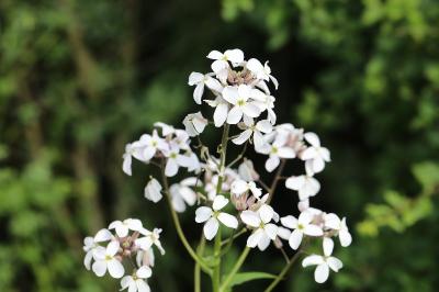 Hesperis matronalis